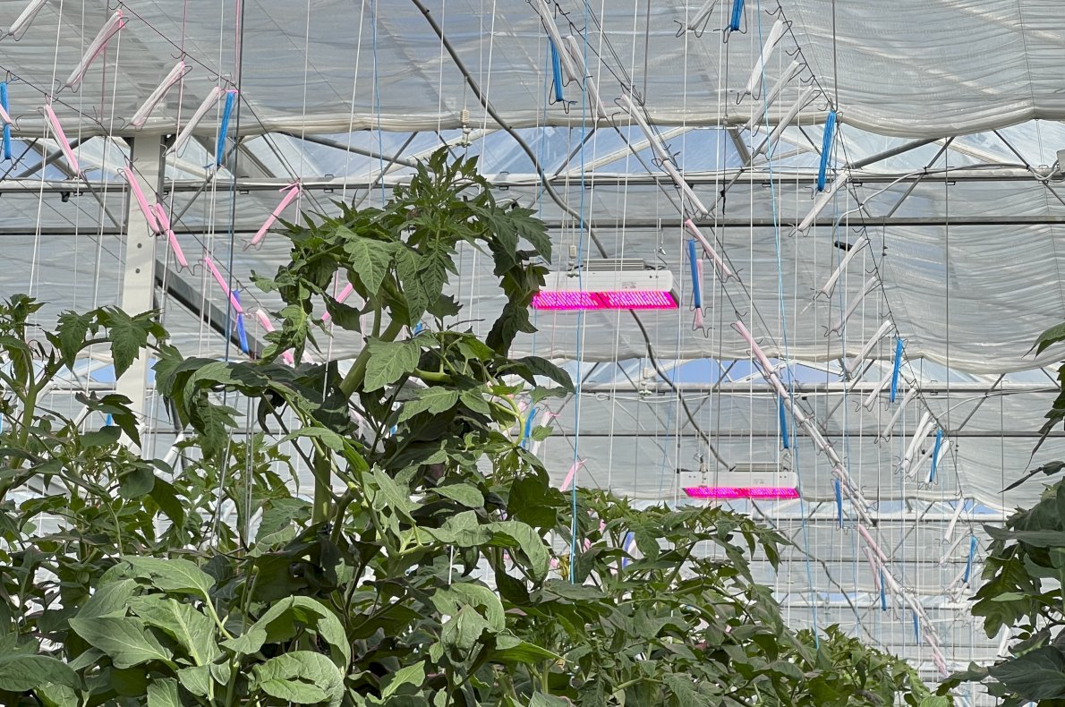 Gospodarstwo rolno-ogrodnicze – Szosa Turecka woj. Kaliskie #2