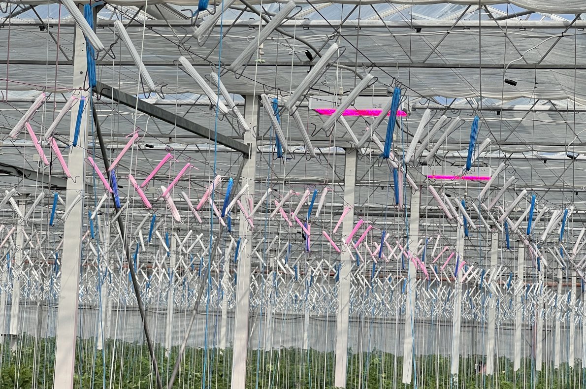 Gospodarstwo rolno-ogrodnicze – Szosa Turecka woj. Kaliskie #3