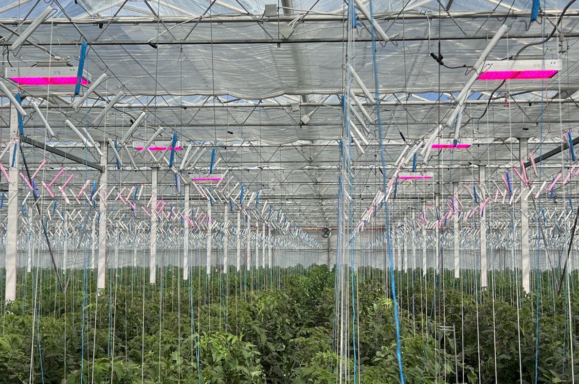 Gospodarstwo rolno-ogrodnicze – Szosa Turecka woj. Kaliskie #4