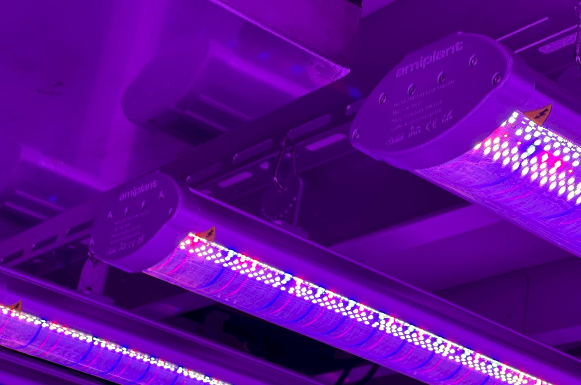 Instytut Hodowli i Aklimatyzacji Roślin w Radzikowie #5