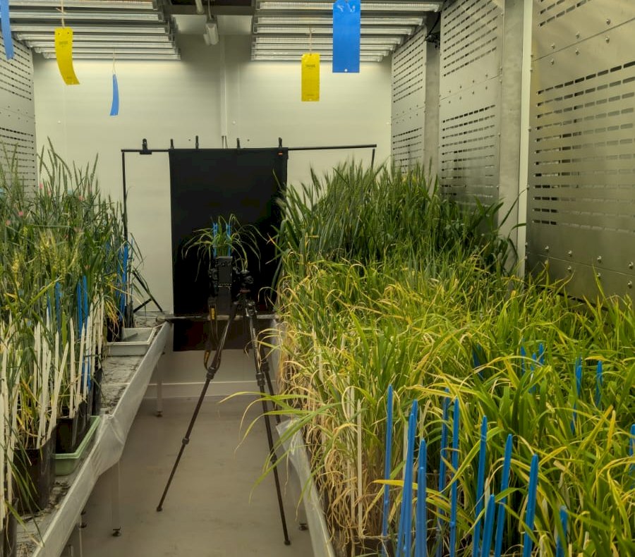 Instytut Hodowli i Aklimatyzacji Roślin w Radzikowie #6