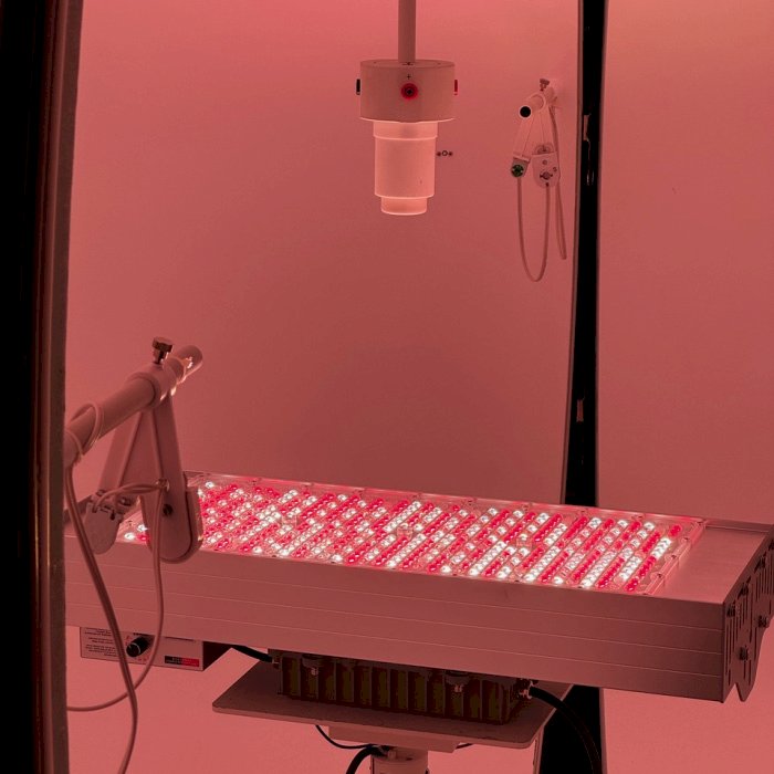 Amiplant - światło, na którym możesz polegać przez lata