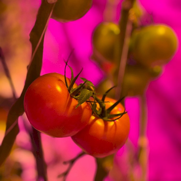 Technologia LED w służbie nowoczesnej hodowli roślin